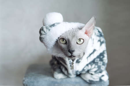 Domestic gray cat Sphynx in warm sweater close-up....の写真素材