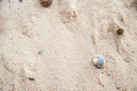 Snail shell close-up on textured natural sand.
