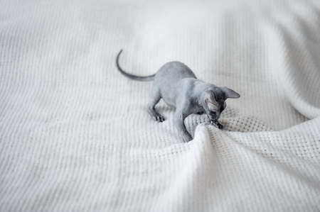 Selective focus. Small gray domestic cat Sphynx close-up and copy space.の写真素材