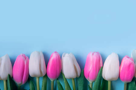 Pink and white tulips on blue background close up and copy space.の写真素材