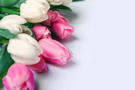 Pink and white tulips on white background and copy space.の写真素材