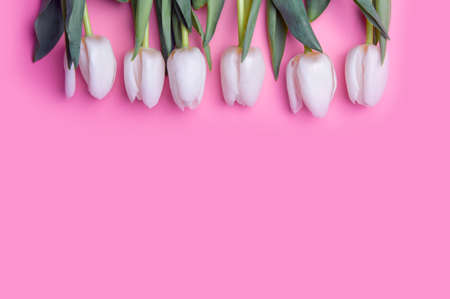 white and white tulips on pink background and copy space.の写真素材