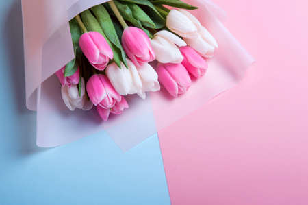 Pink and white tulips in gift bag on pink and blue background close up, copy space ...の写真素材