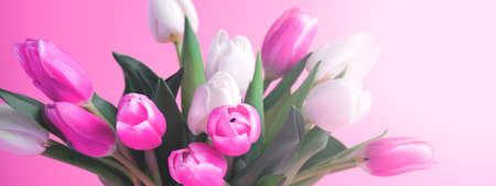 Banner. Pink and white tulips on pink background and copy space.の写真素材