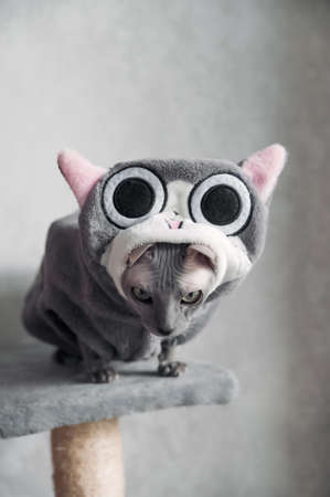 Domestic gray cat Sphynx in clothes close-up and copy space. Selective focusの写真素材