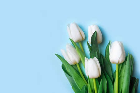 white tulips on blue background close up and copy space.の写真素材