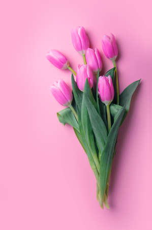 Pink and white tulips on pink background and copy space.の写真素材