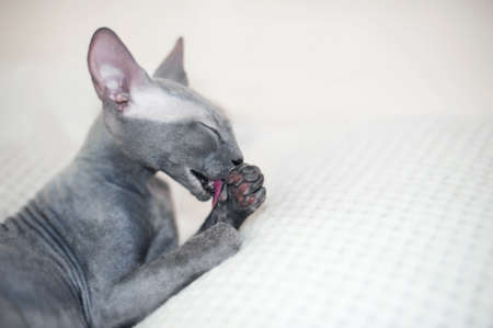 Selective focus. Small gray domestic cat Sphynx close-up and copy space.の写真素材