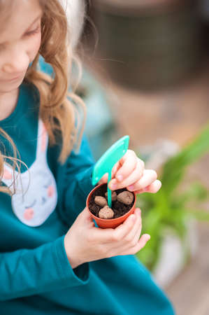 Sisters transplanted plant flowers and seedlings in pots in greenhouse, winter garden close-up and copy space. Selective focus...の写真素材