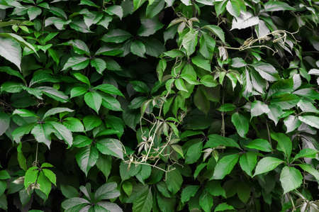 Background natural texture of nature leaves close-up. Trendy macro nature and copy space.