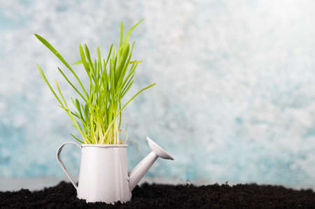 Green spring grass in white garden watering can close up and copy space. Gardening, ecology, Easter concept greeting card.の写真素材