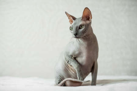 Domestic sweet cat sphinx close-up. pet care.の写真素材