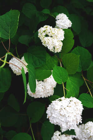 Background natural texture of nature leaves close-up. Green textural background of blooming white hydrangea. Selective focus.の写真素材