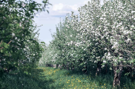 Blooming spring apple orchard close up and copy space.の写真素材