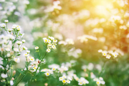 Field with daisies close up and copy space.. Selective focus.の写真素材