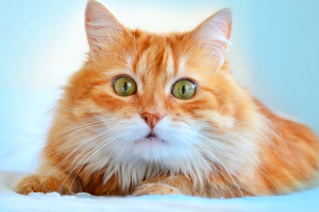 The portrait of red catの写真素材