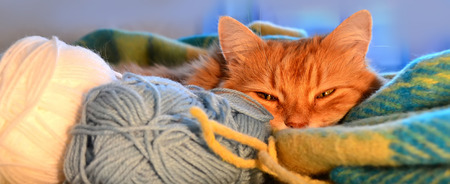 Funny red cat in cozy home atmosphere among hanks of threads for knitting