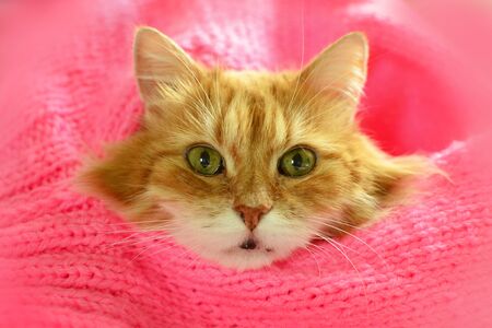 Pretty red cat in cozy warm pink scarf.の写真素材