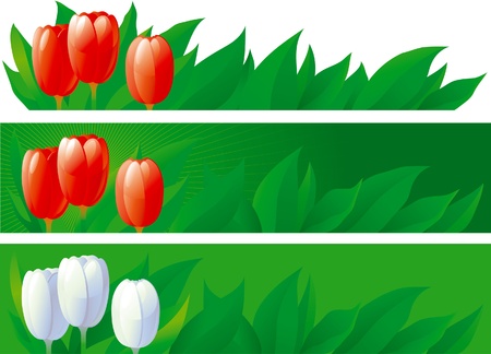 illustration of horizontal borders with tulips  on three backgroundsのイラスト素材