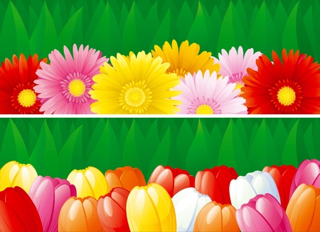 Two vector   backgrounds with  blossoming flowers - tulips, gerberas.のイラスト素材