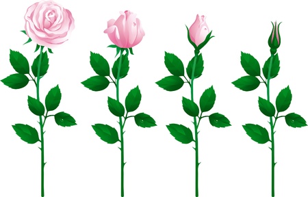 set of pink roses. Four pink roses from bud to full blossom.のイラスト素材