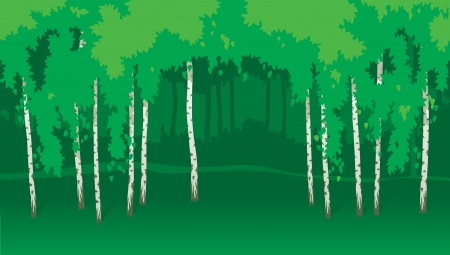 Birches  Horizontal vector  landscape with green trees のイラスト素材