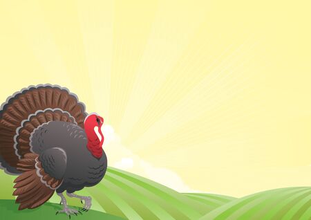Turkey-cock. Vector thanksgiving Landscape of  Fields and Turkey-cockのイラスト素材