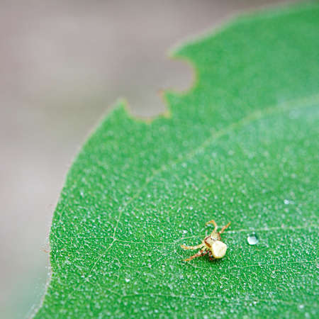 Tiny spider on a green leaf covered by dewの写真素材