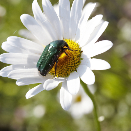 Metallic Green Beetle stopped on a white flowerの写真素材