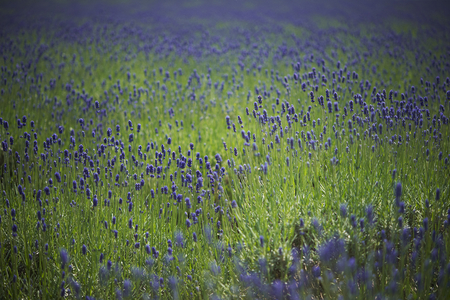 Lavender field of Furano, Hokkaidoの写真素材