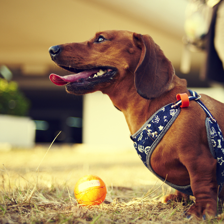 Short limbs Dachshund dog and his toyの写真素材