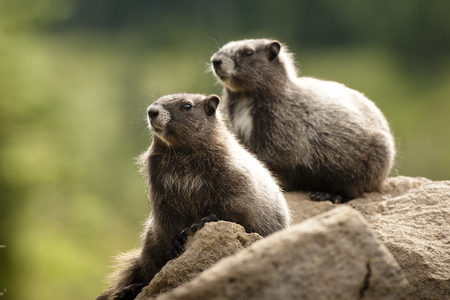 A couple of Pika taking rest on a big rock.の写真素材
