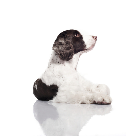 Springer Spaniel dog against white background