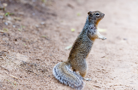Squirrel with beautiful tail and furの写真素材
