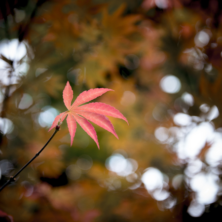 Autumn Red Leaf closeupの写真素材