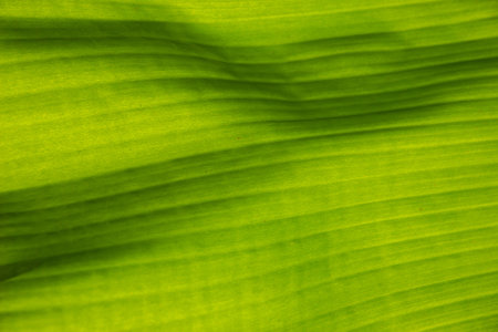 color of banana leaf.の写真素材