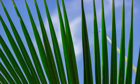 coconut leaf.の写真素材