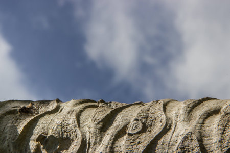 papaya tree.の写真素材