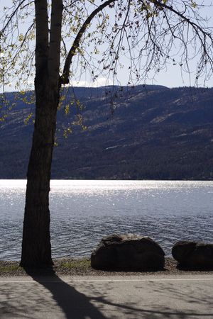 Lake Okanagan sun-kissed by the early morning sun.  A tree just beginning to leaf out for spring and two large boulders are silhouetted against the sparkling water.の写真素材