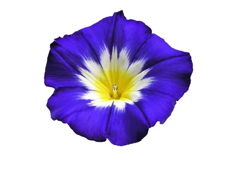 Isolated Dwarf Morning Glory exotic hybrid:  Ensign Blue (Convolvulus tricolor).