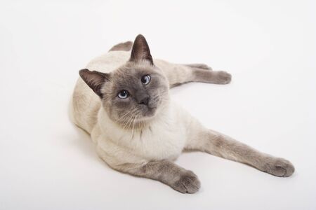 Purebred Lilac-Point Siamese with slightly crossed blue eyes.の写真素材