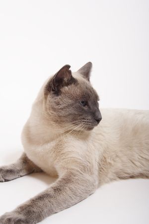 A purebred, male, lilac-point siamese cat with notched ear & slightly crossed blue eyes.の写真素材