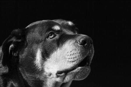 Black & white portrait of a 3 year-old female purebred rottweiler.の写真素材