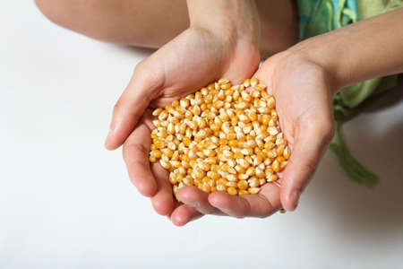 Corn in out-stretched hands.の写真素材