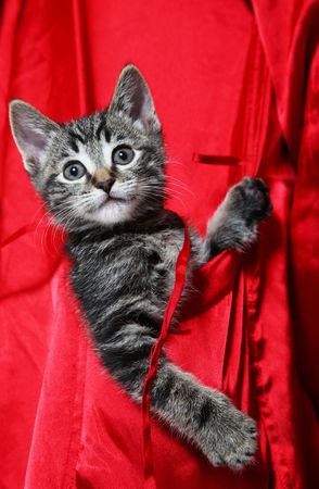 A cute, little tabby kitten rides in the pocket of a red silk robe.の写真素材