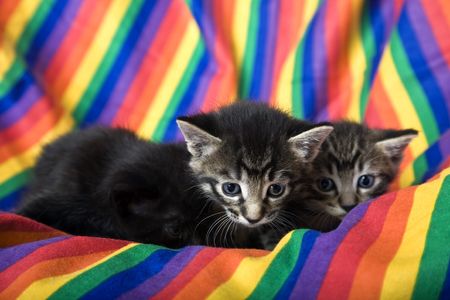Three week old tabby kittens in rainbow chair.  Focus on first kitten.の写真素材