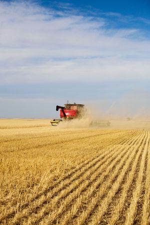 Dust, chaff swirl and create a haze around a combine harvesting a wheat field.の写真素材