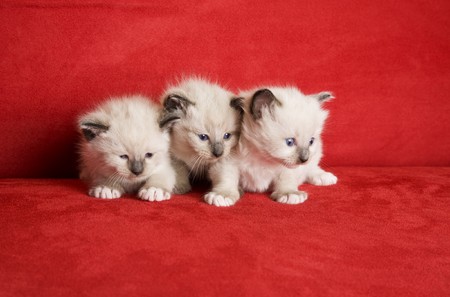 Three little kittens in a row.  Snowshoe Lynx Point Siamese kittens at 3 weeks old.の写真素材