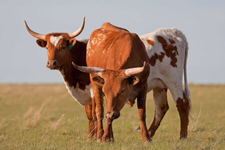A long-horned cow and steer grazing in a spring pasture.の写真素材