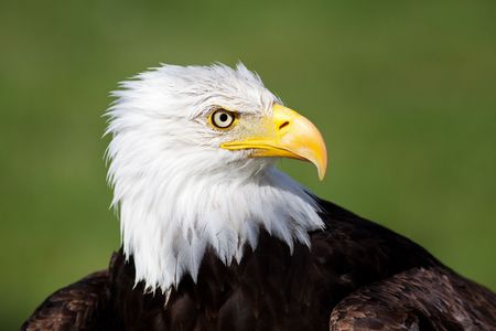 A portrait of an American Bald Eagle.の写真素材
